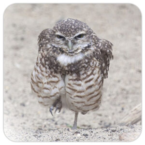 Burrowing Owl – Photo Coaster