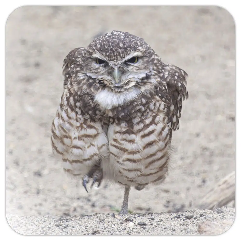 Photo Coaster - Burrowing Owl