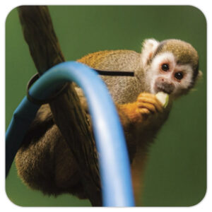 Monkey – Photo Coaster