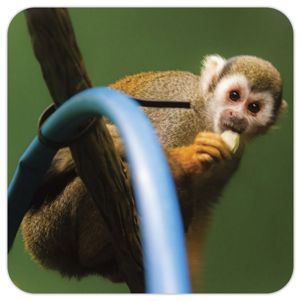 Photo Coaster - Monkey