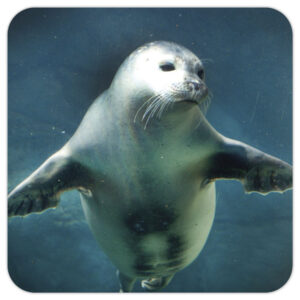 Seal – Photo Coaster