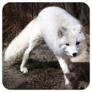 Snow Fox – Photo Coaster
