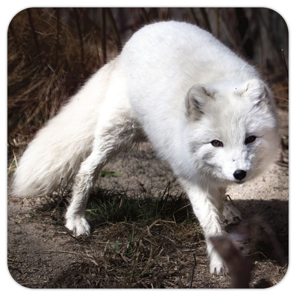 Photo Coaster - Snow Fox