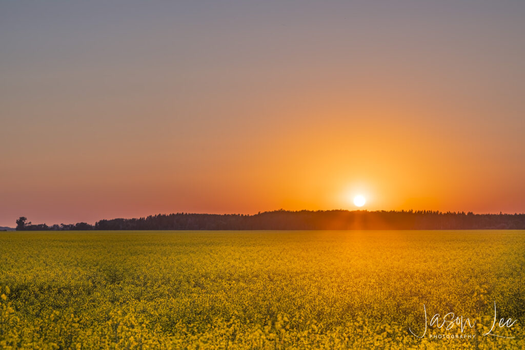 Sunset over Canola