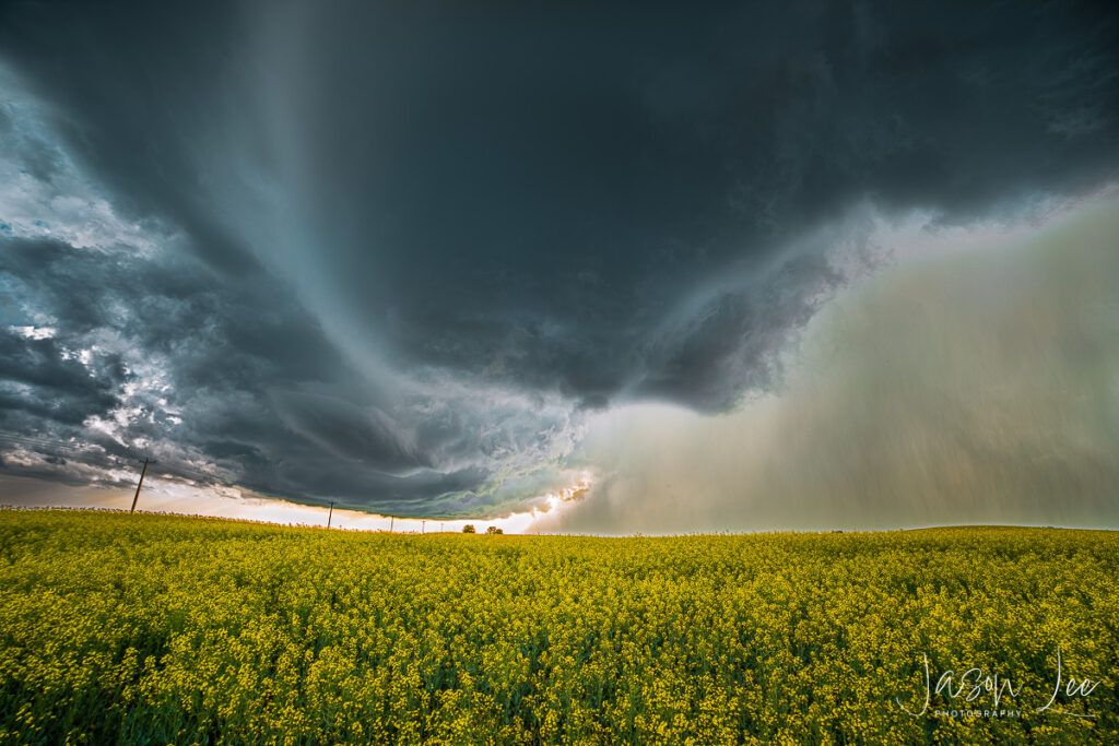 Prairie Fury: Storm over Canola