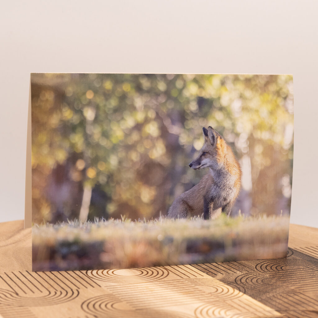 Fine Art Cards - Red Fox at Sunrise