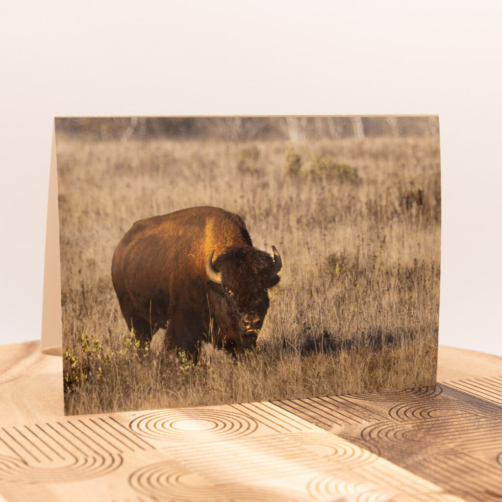 Fine Art Cards - Bison