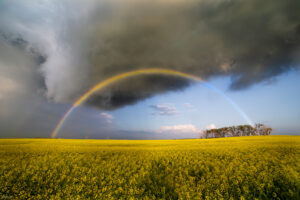 Rainbow arching over a bright yellow canola field beneath dark storm clouds.