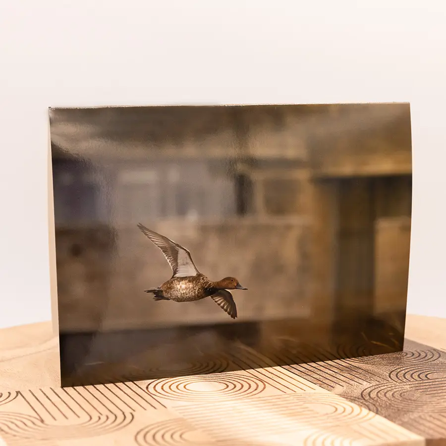 A greeting card displaying a close-up, fine art photograph of a female redhead duck, known as a hen, flying at oak hammock marsh. The photo, taken by Métis artist Jason Lee and titled 'Redhead Hen,' highlights the bird's brown plumage and subtle markings.