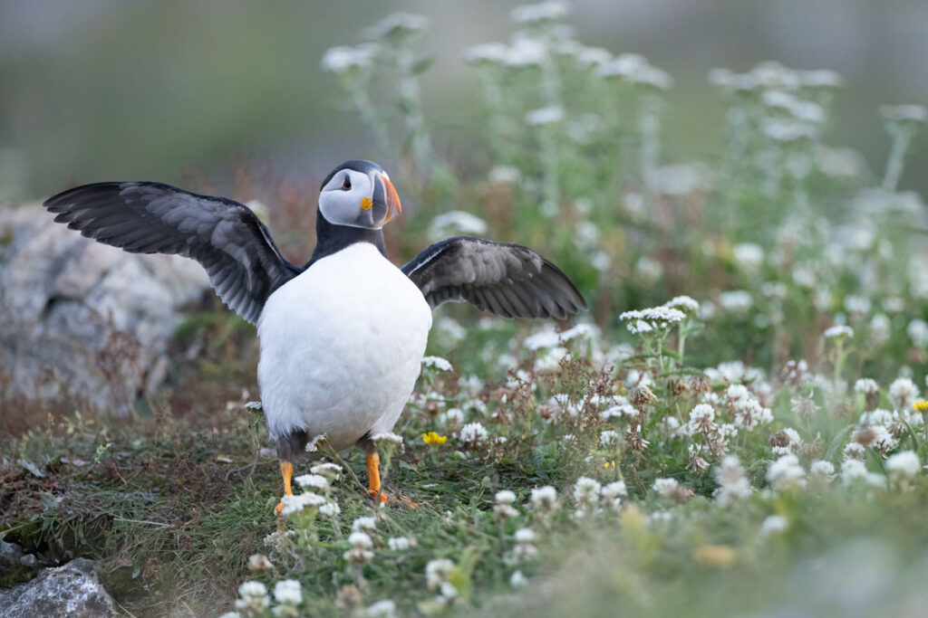 Puffin