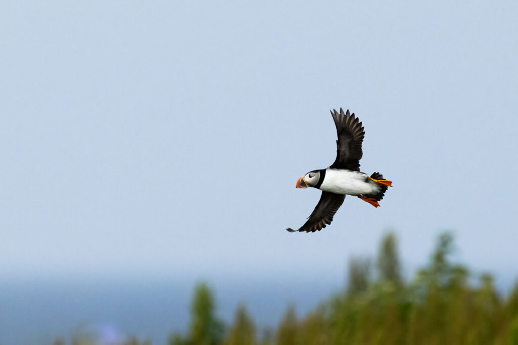 Puffin in Flight