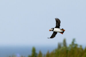 Puffin in Flight