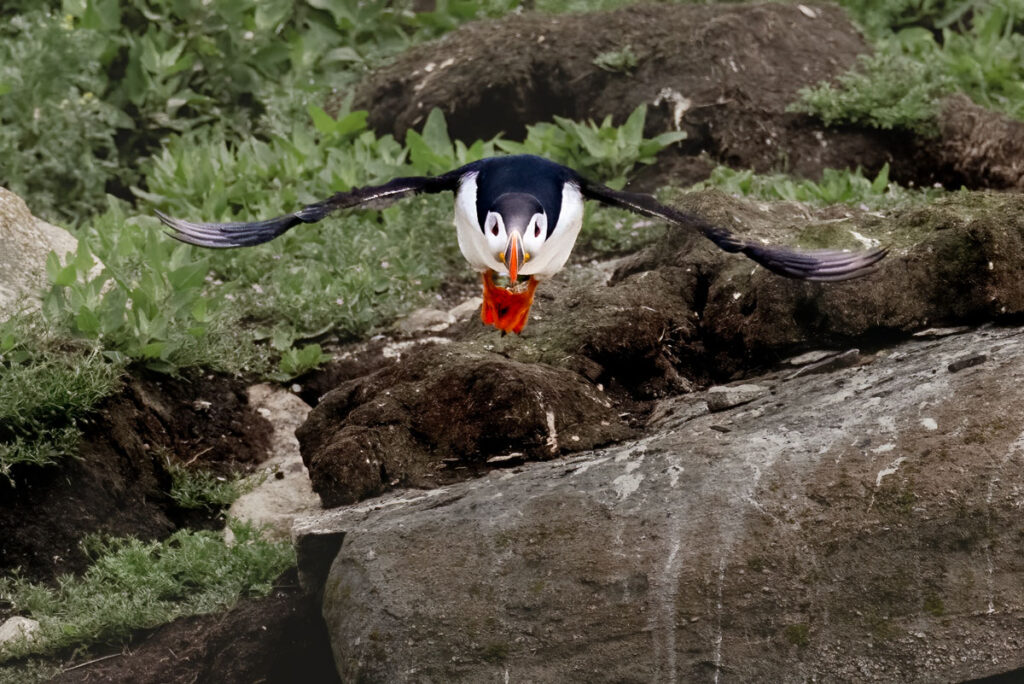 Soaring Puffin
