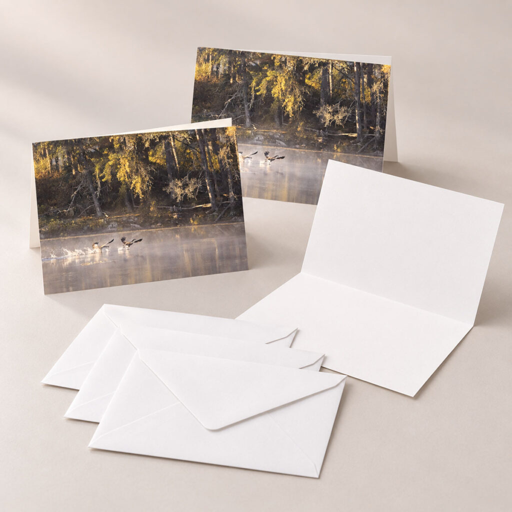 Morning Flight – Greeting Cards (Set of 3)