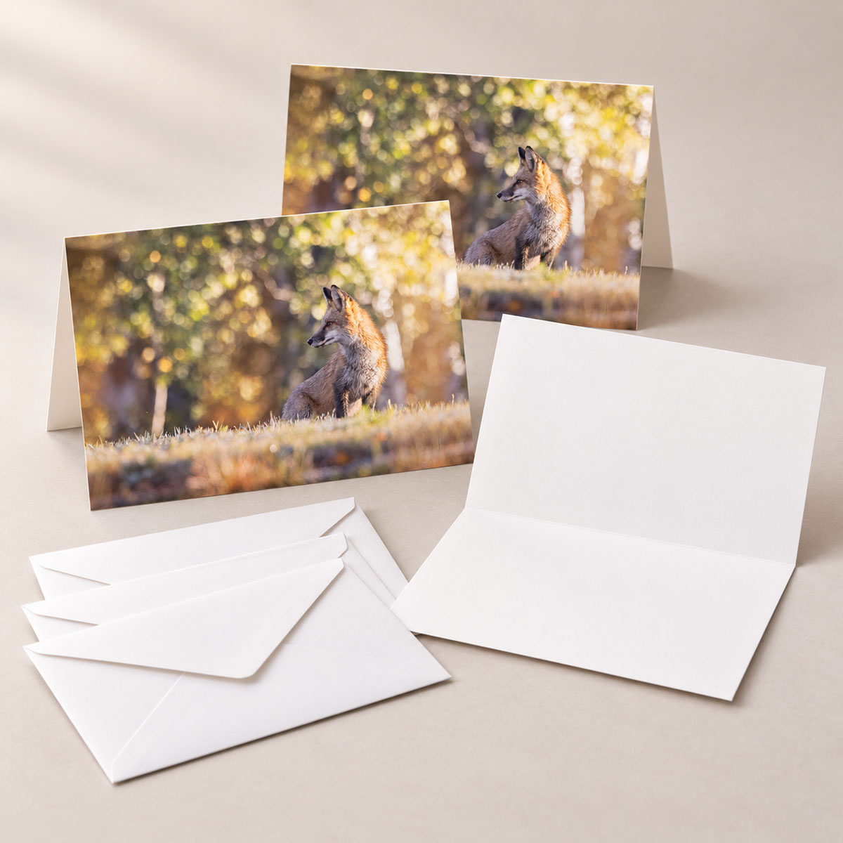 Greeting cards featuring a red fox in warm morning light, with a blank card interior and white envelopes.