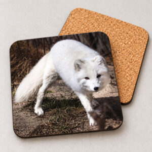 Snow Fox – Photo Coaster