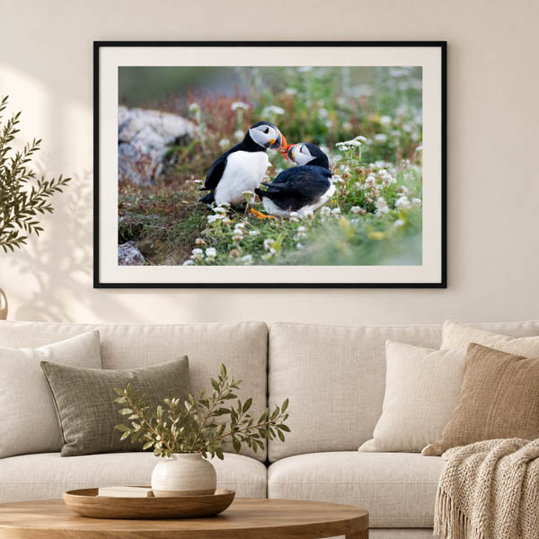 Framed photograph of two Atlantic puffins touching beaks