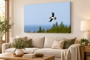 Puffin in Flight