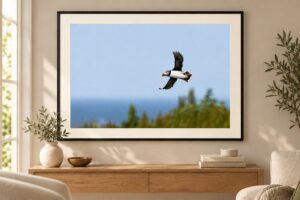 Puffin in Flight