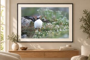 Puffin