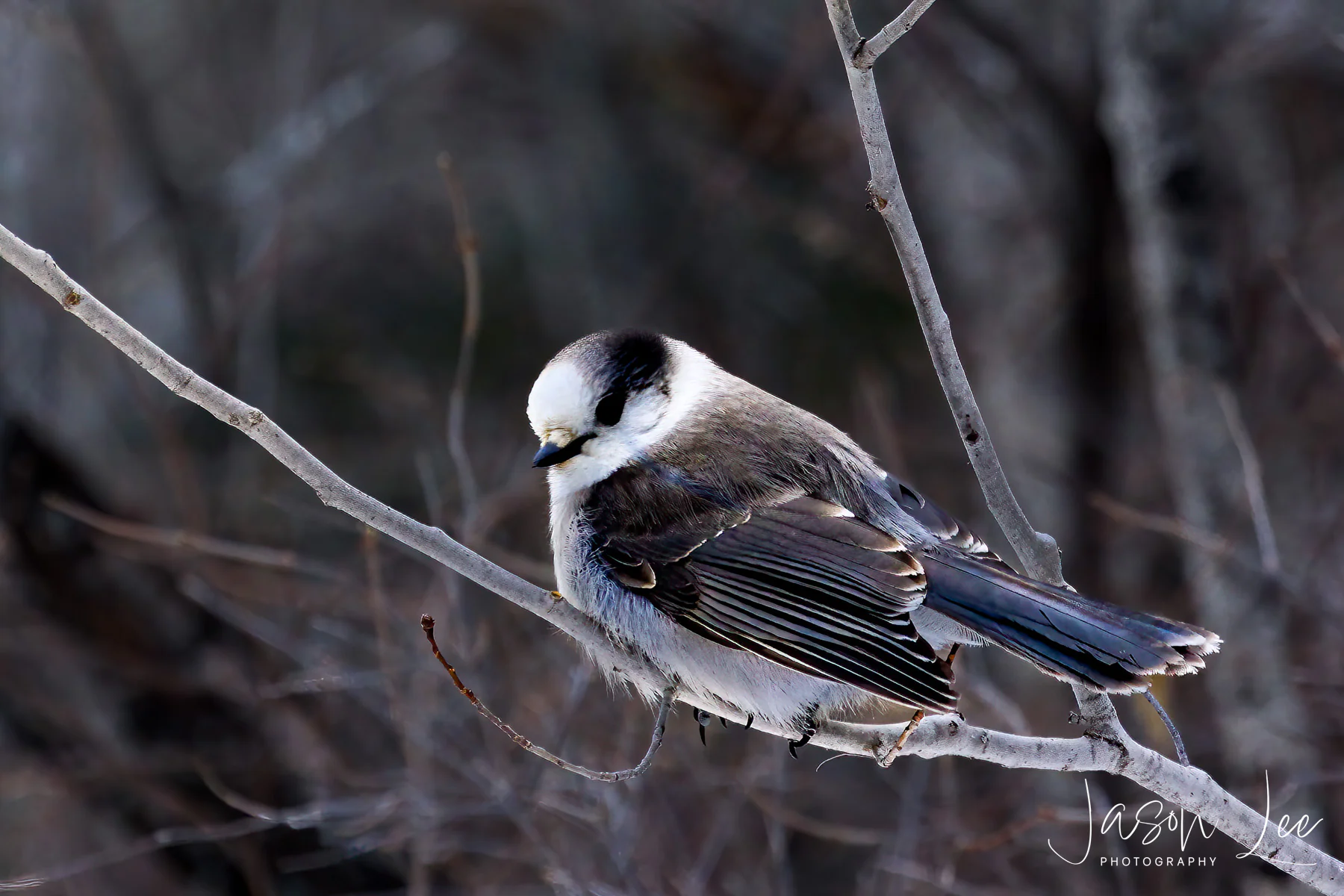 Winter Song Bird