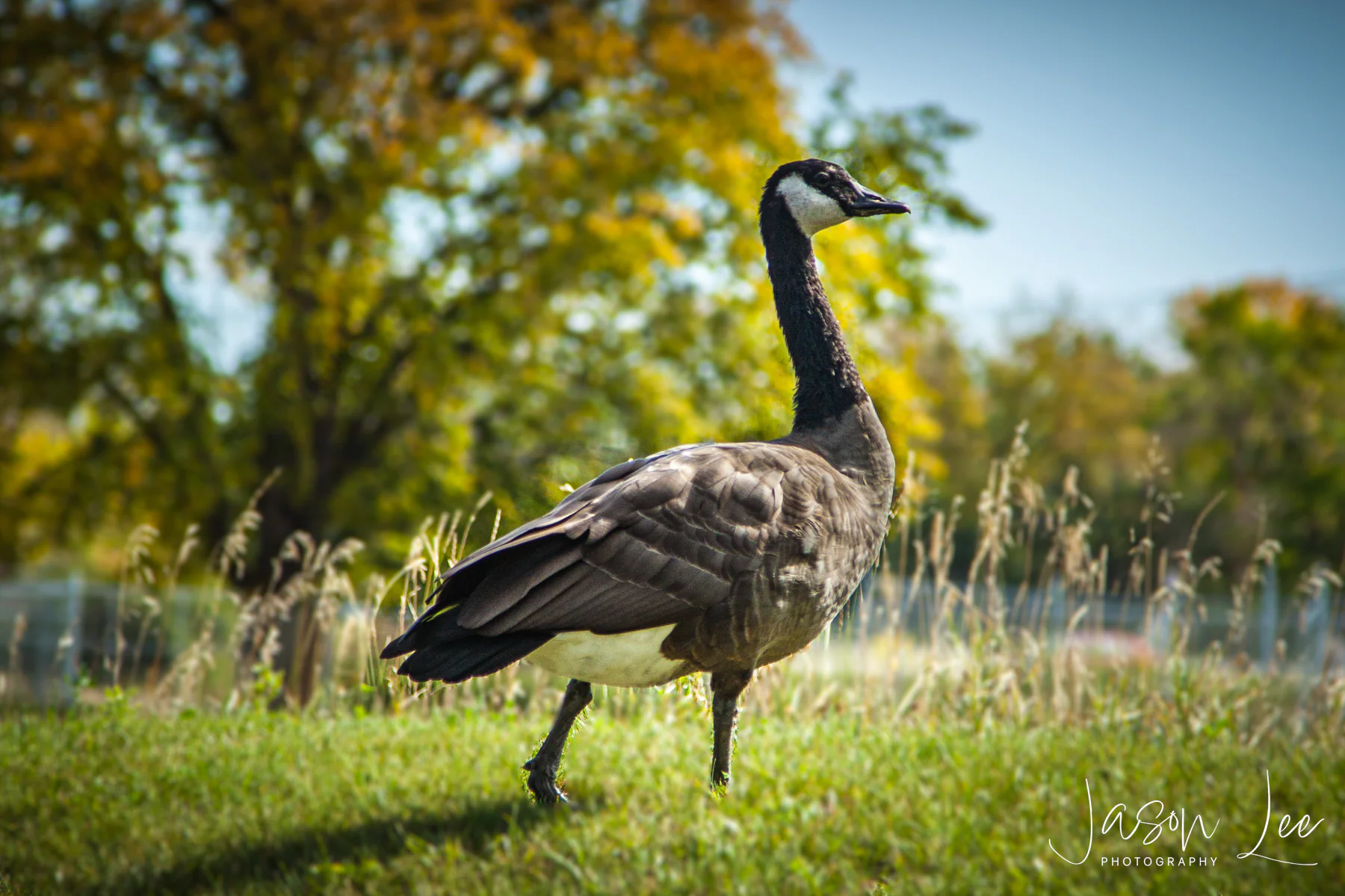 Canada Goose
