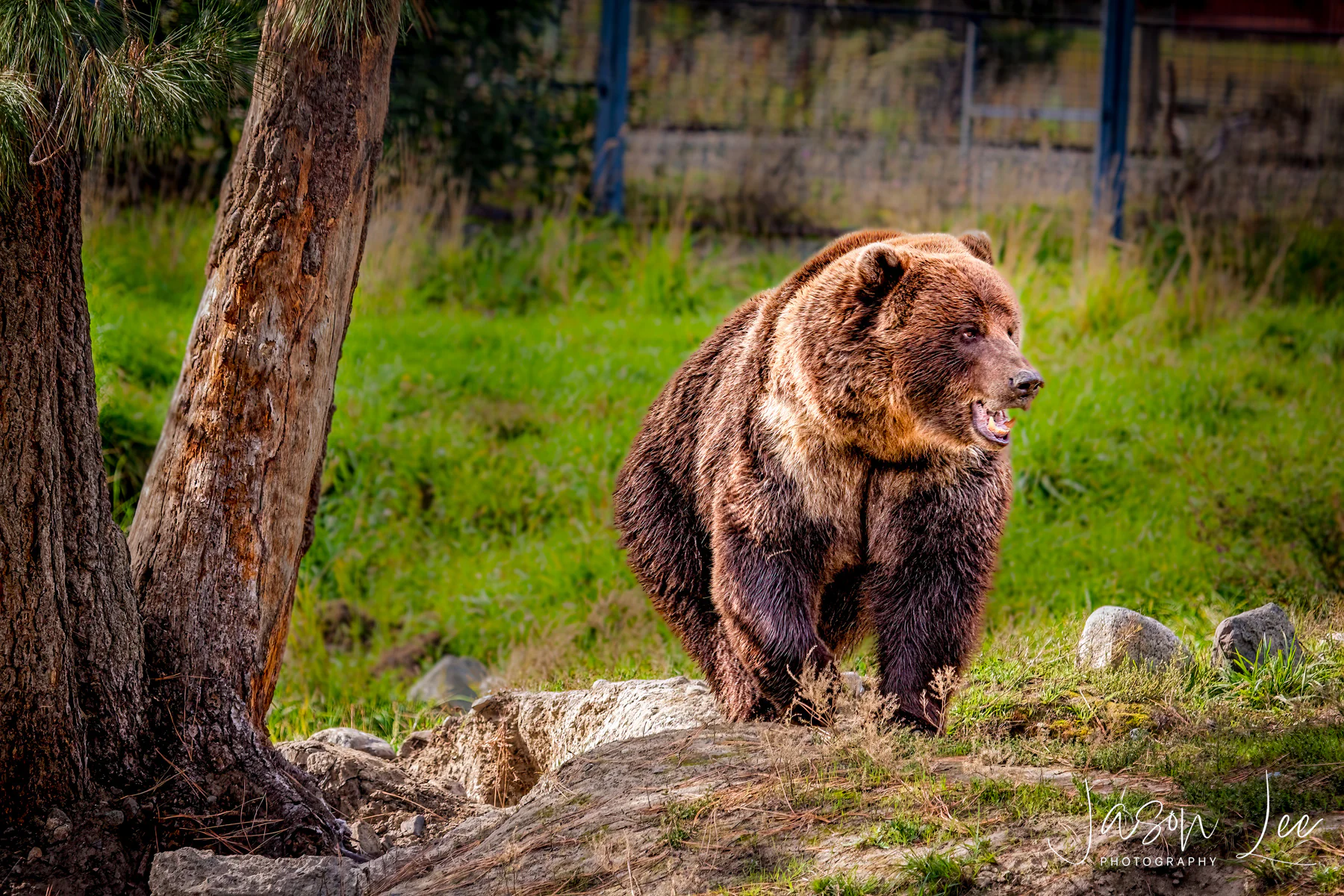 Grizzly Bear