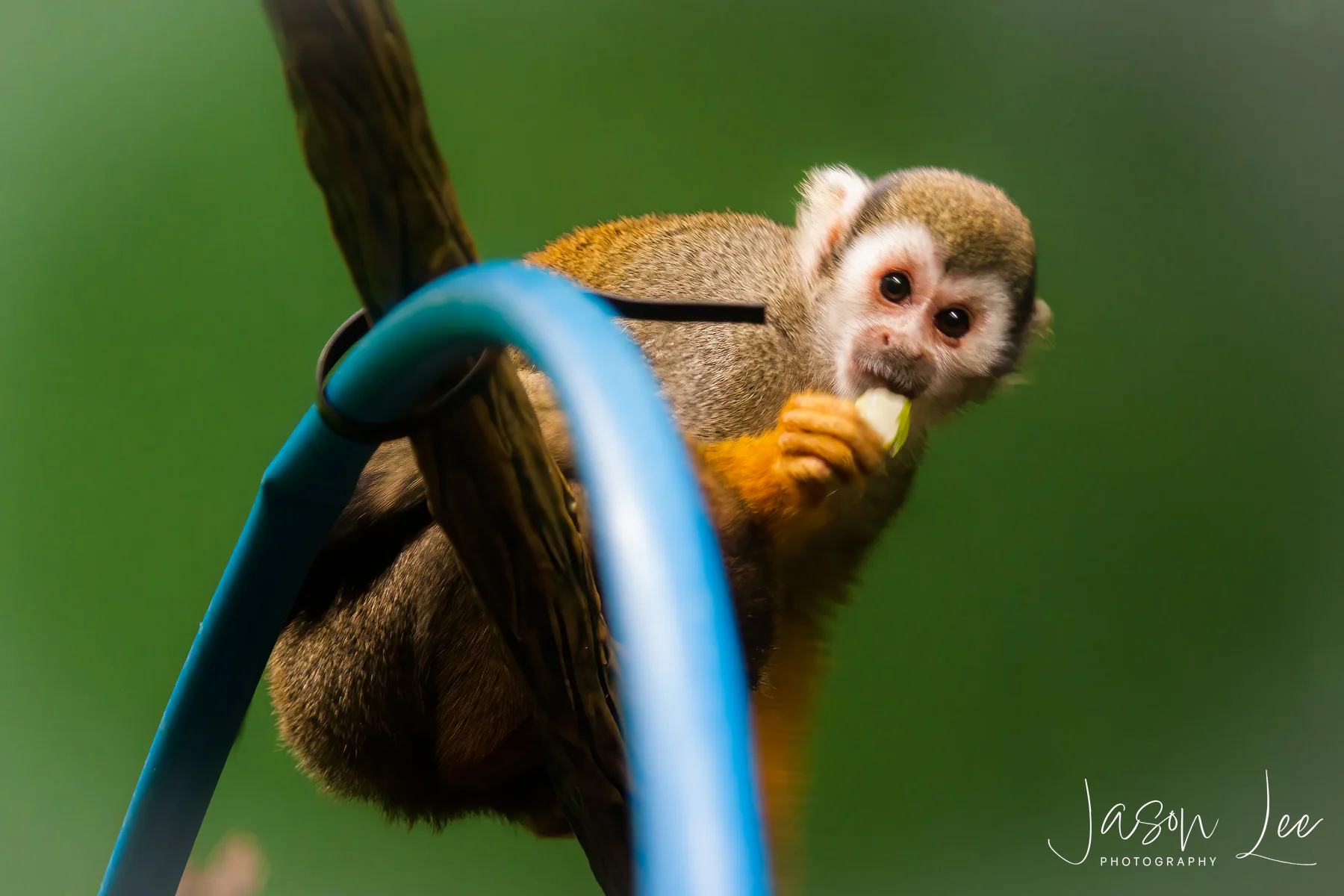 Monkey