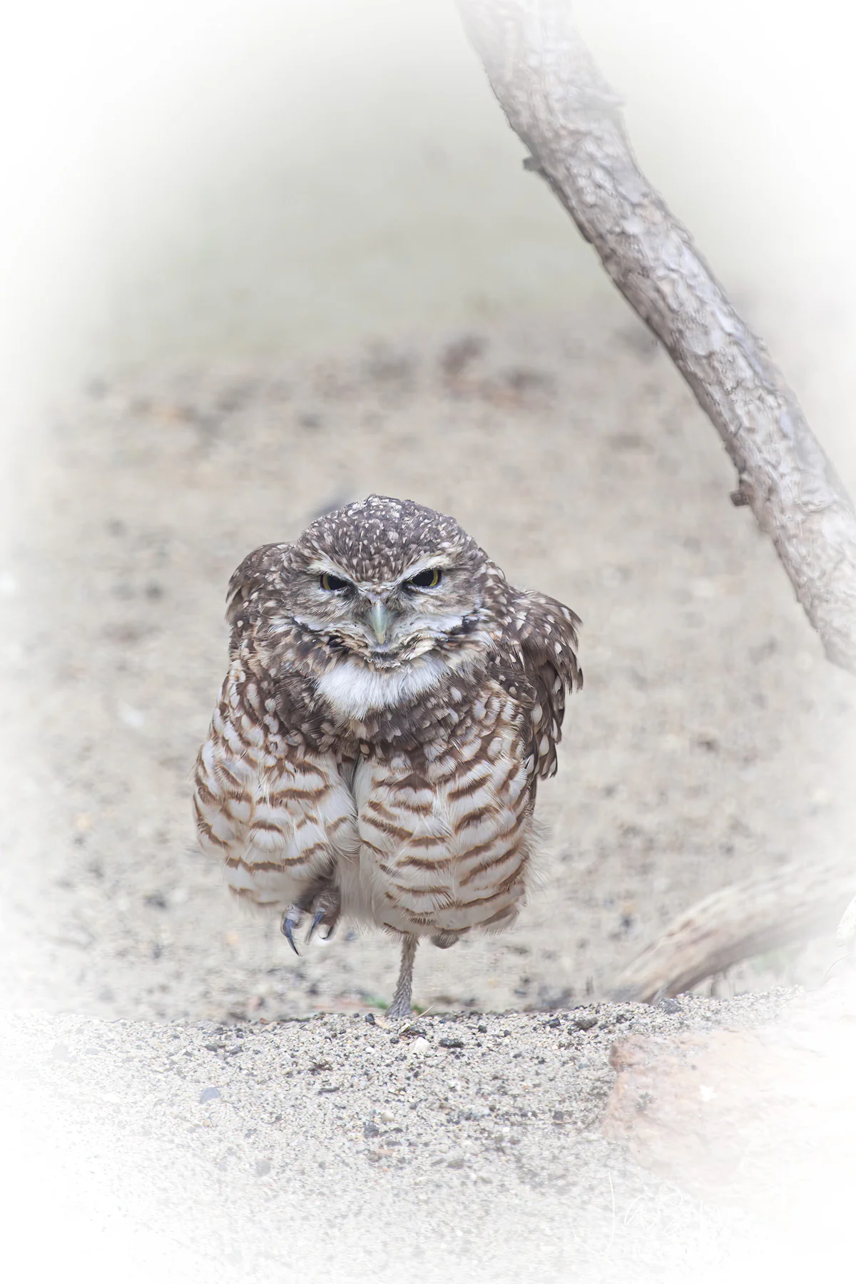 Burrowing Owl