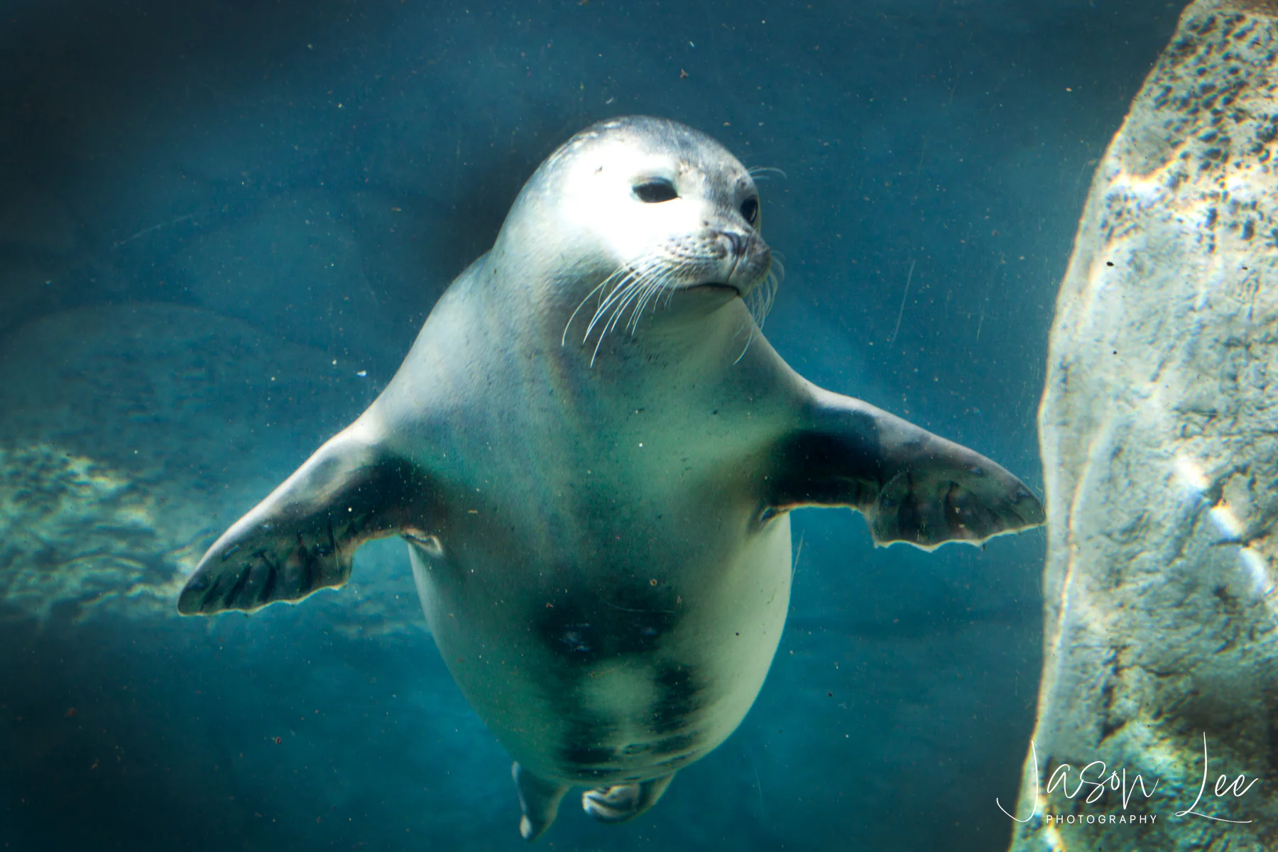 Seal