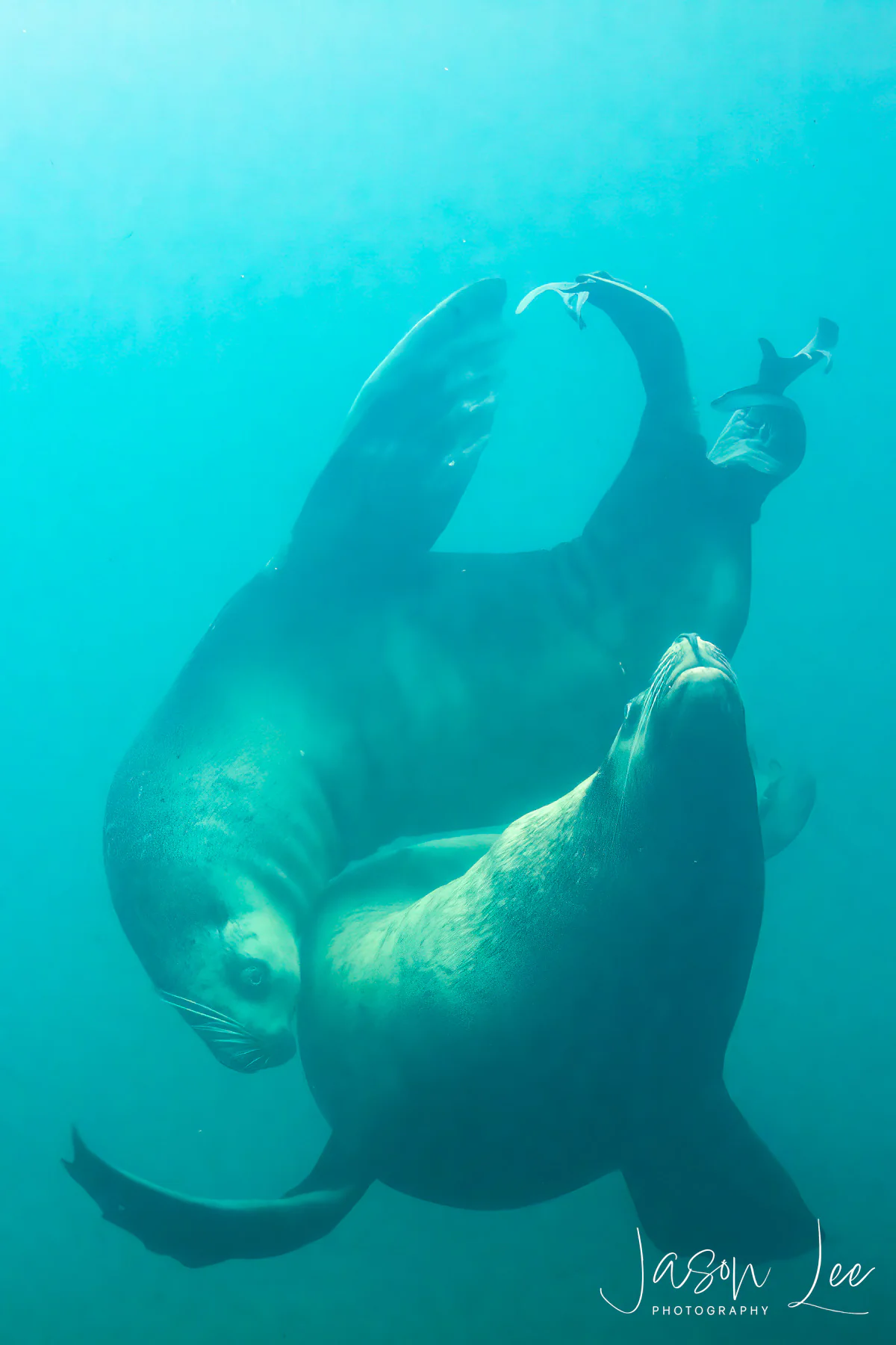 Sea Lions