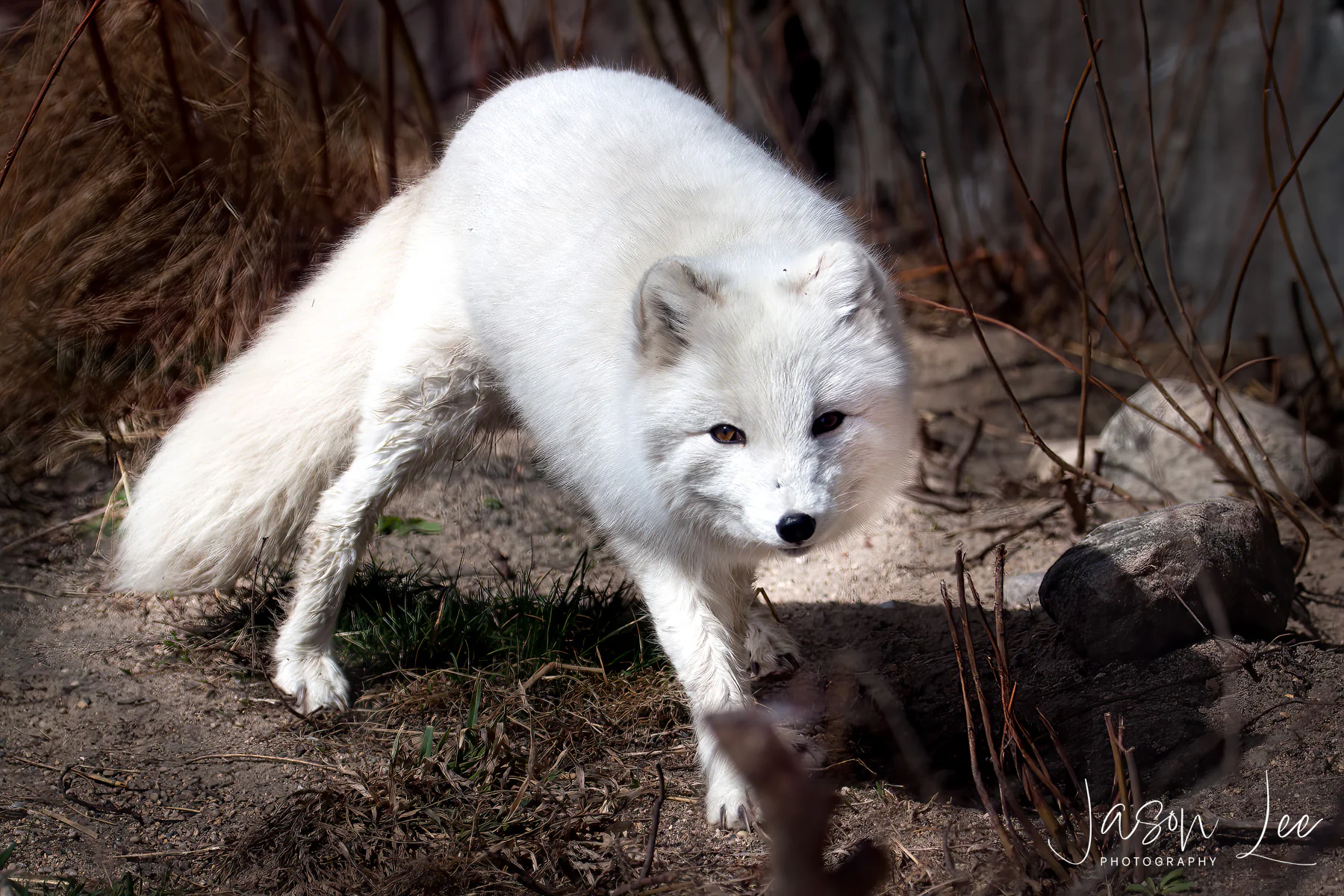 Snow Fox