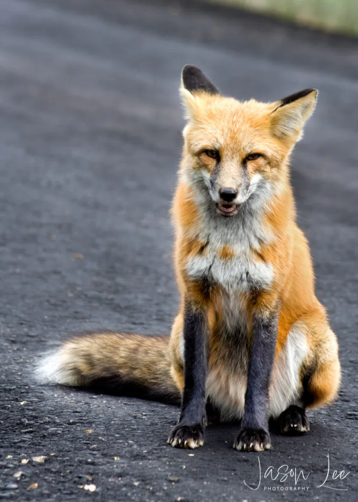 Fox