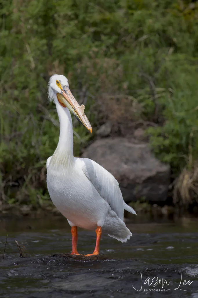 Posing Pelican
