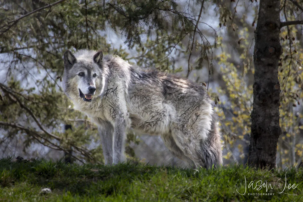 Wolf