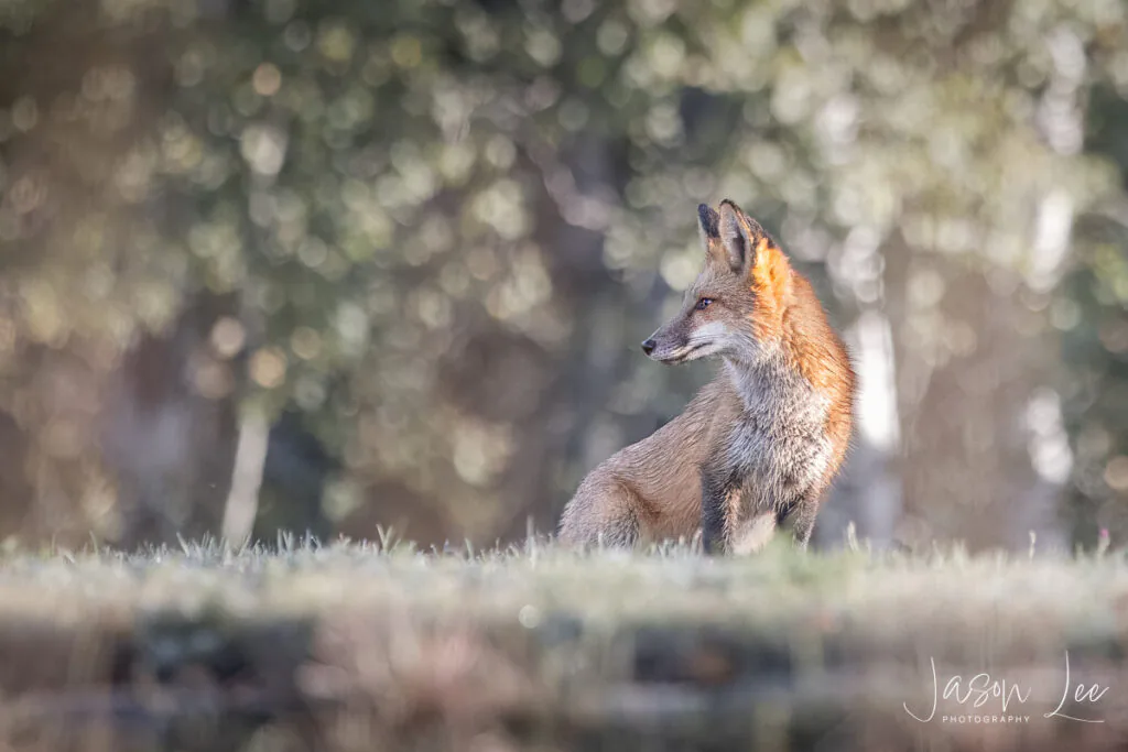 Red Fox at Sunrise