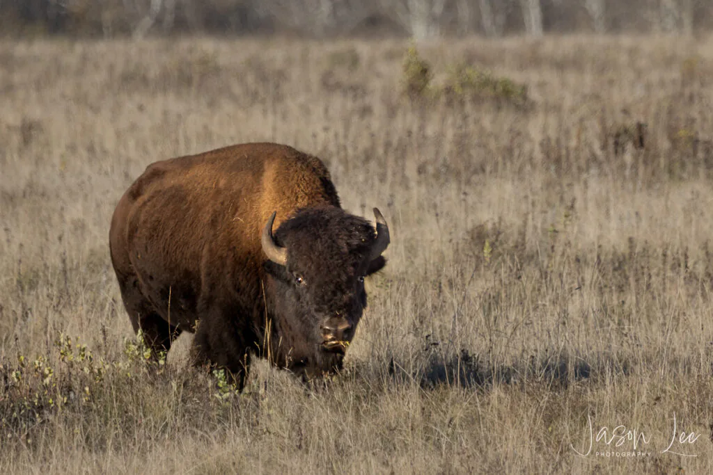 Bison