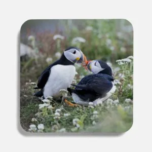 Kissing Puffins – Photo Coaster