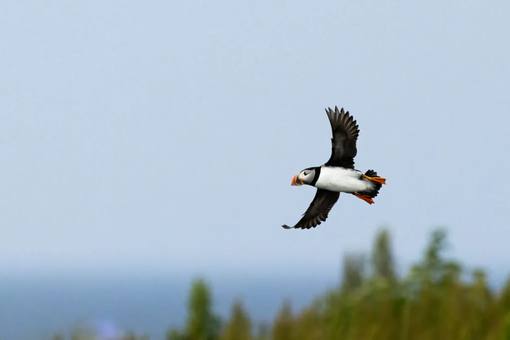 Puffin in Flight