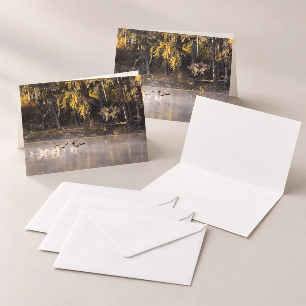 Morning Flight – Greeting Cards (Set of 3)