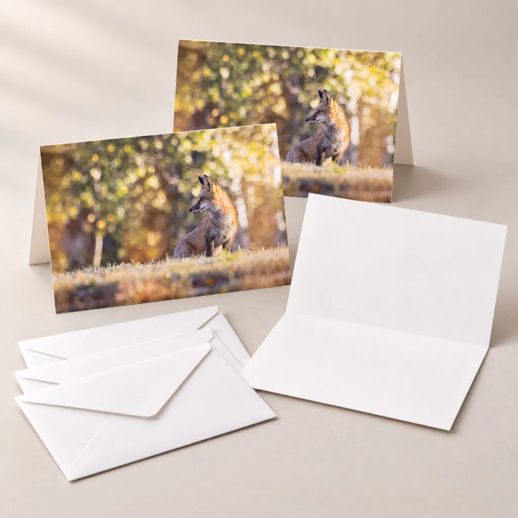 Red Fox at Sunrise – Greeting Cards (Set of 3)